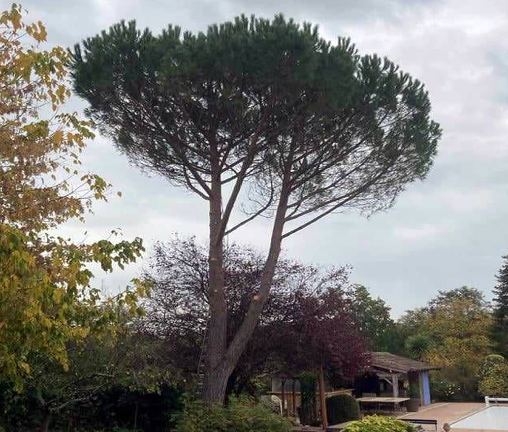Pin après élagage